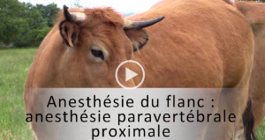 vignette paraprox