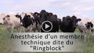 vignette ringblock